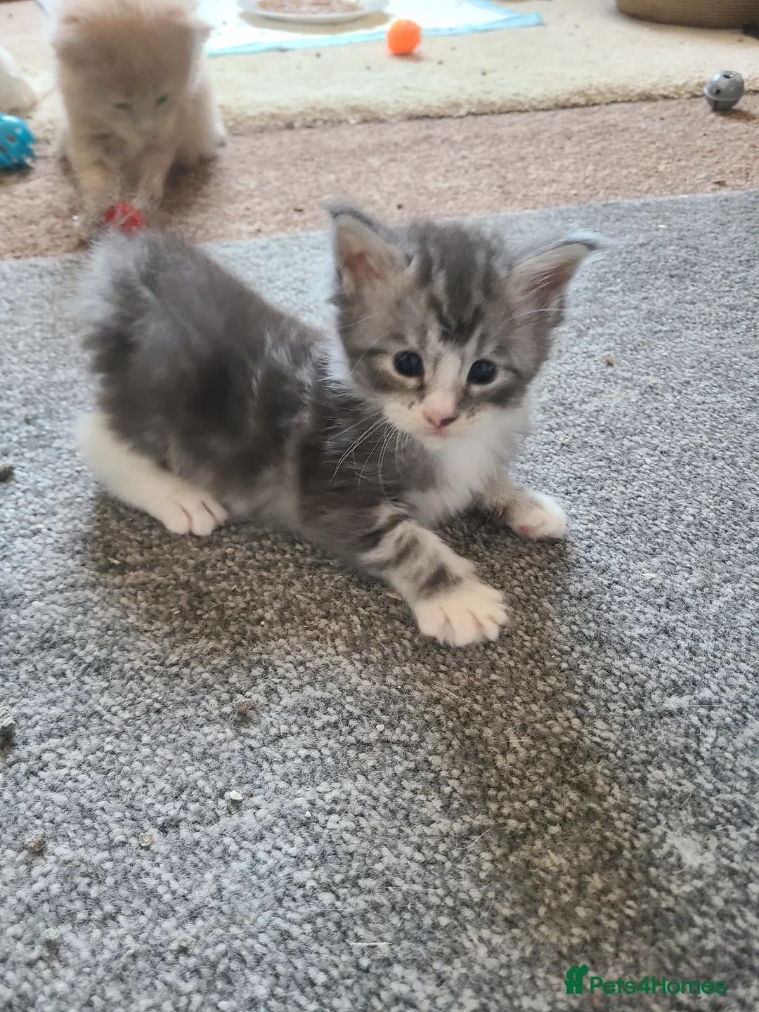 Maine Coon cats for sale: Full pedigree maine coon kittens  - Advert 12