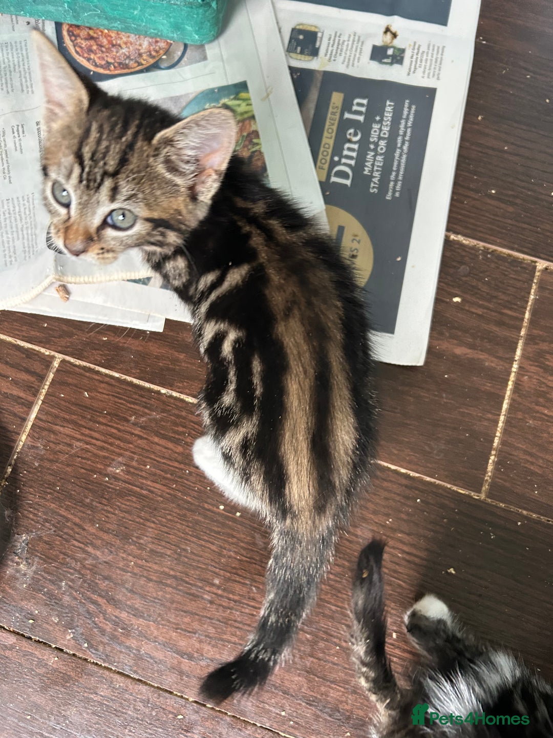 Mixed Breed cats for sale: Two friendly girls  - Image 3