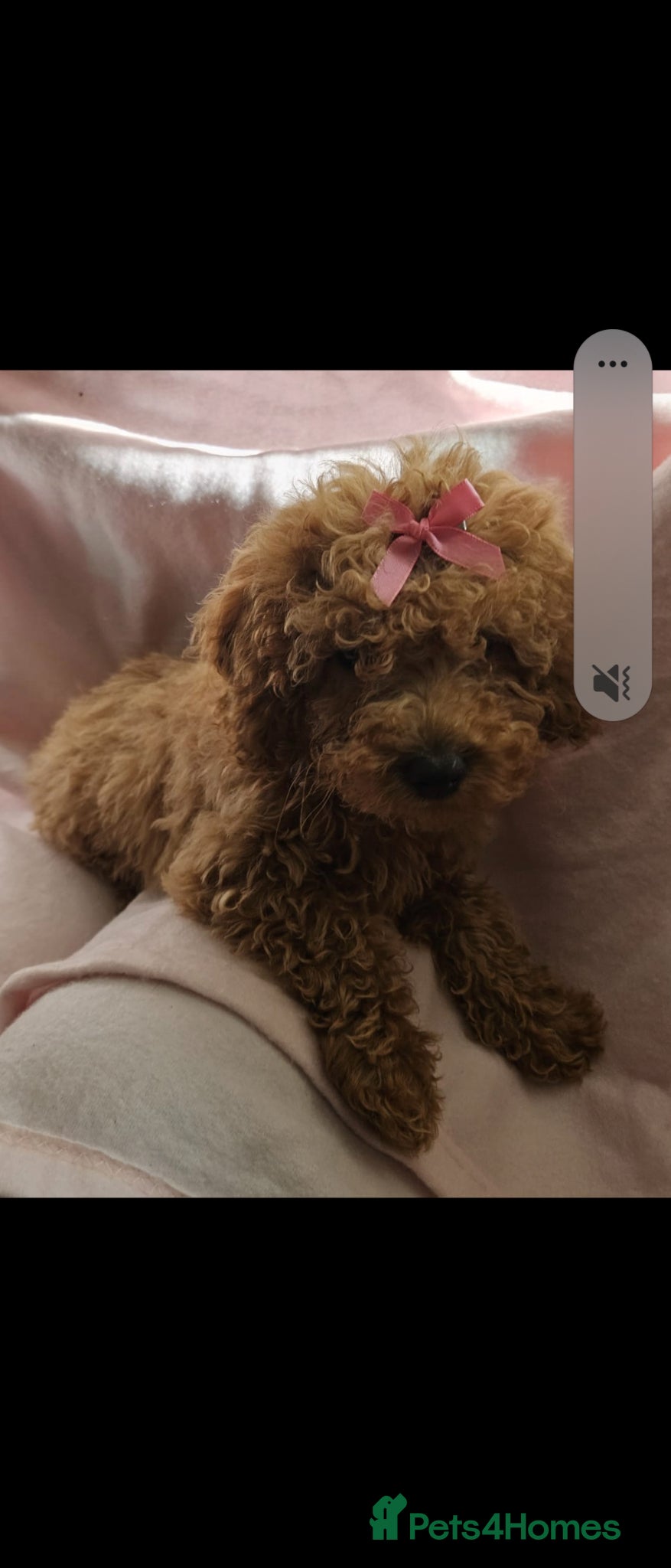 Cavapoo dogs 4 month old red cavapoo - Advert 10