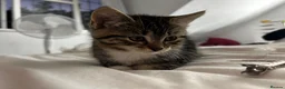 Mixed Breed cats for sale: Tabby kittens  in Northwich - Advert 2