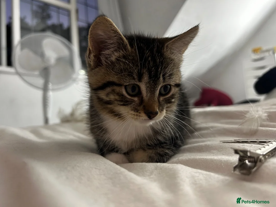 Mixed Breed cats for sale: Tabby kittens  in Northwich - Advert 2