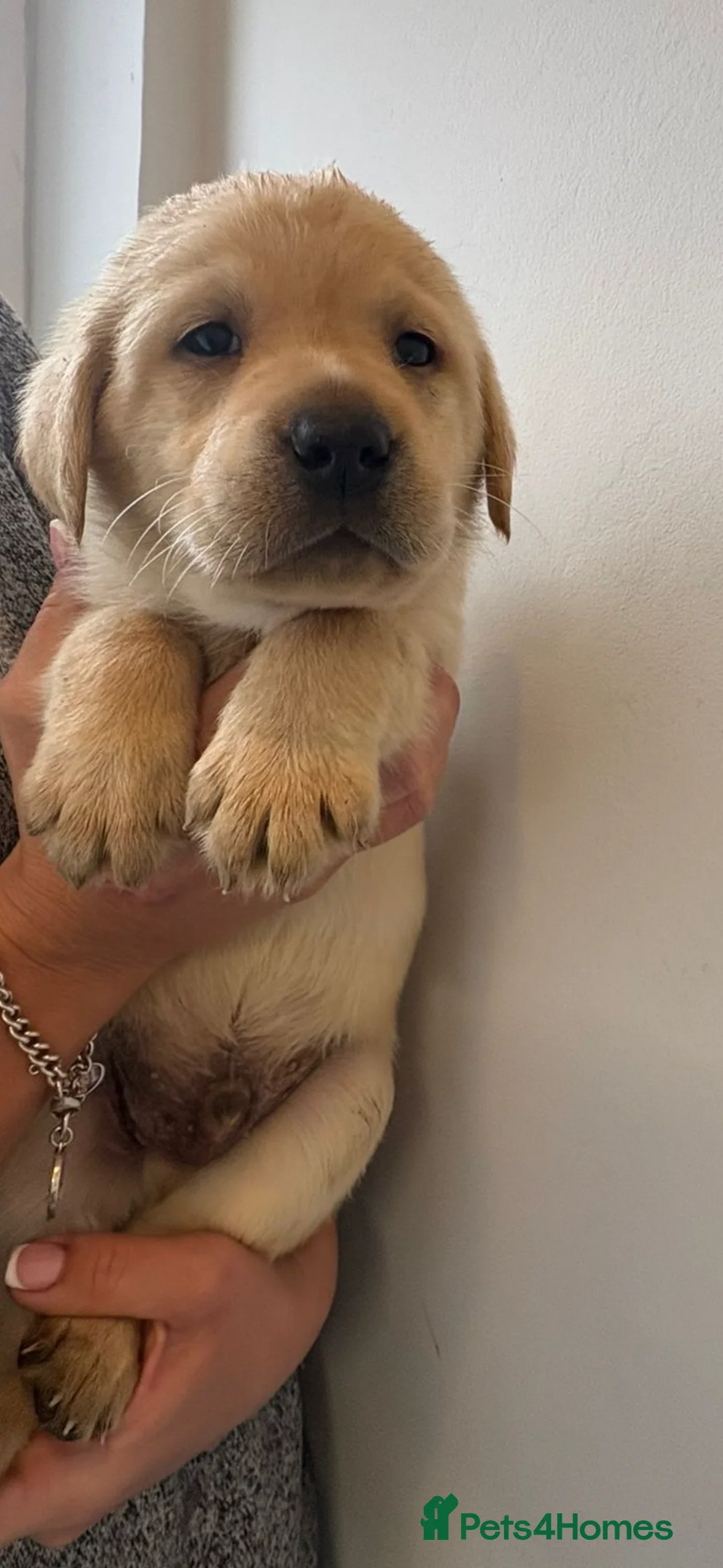 Labrador Retriever dogs for sale: Labrador pups - Advert 20