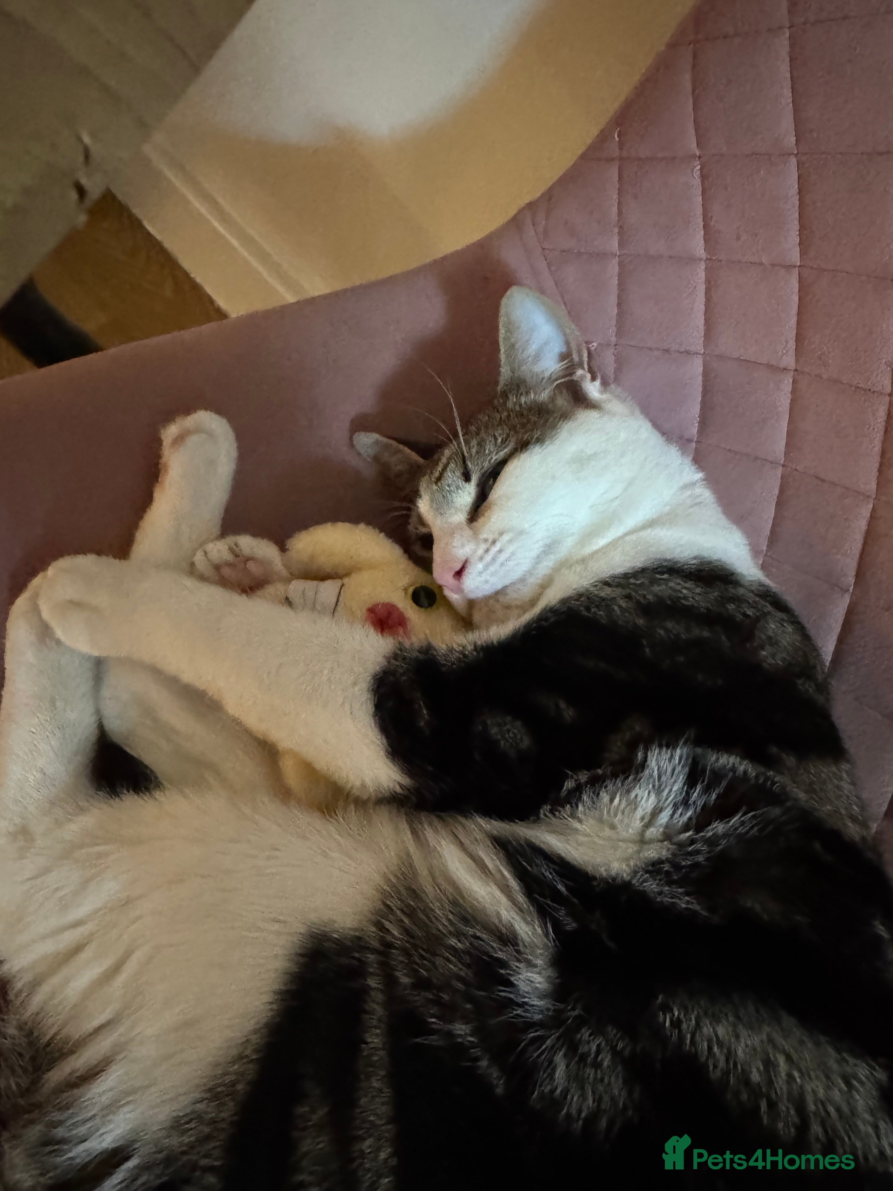 Mixed Breed cats Cheese the feral cat  - Advert 1