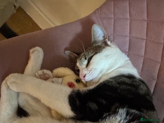 Mixed Breed cats Cheese the feral cat - Advert 1