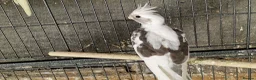 Cockatiels birds for sale: Super silly hand tamed baby cockatiels for sale  - Advert 10