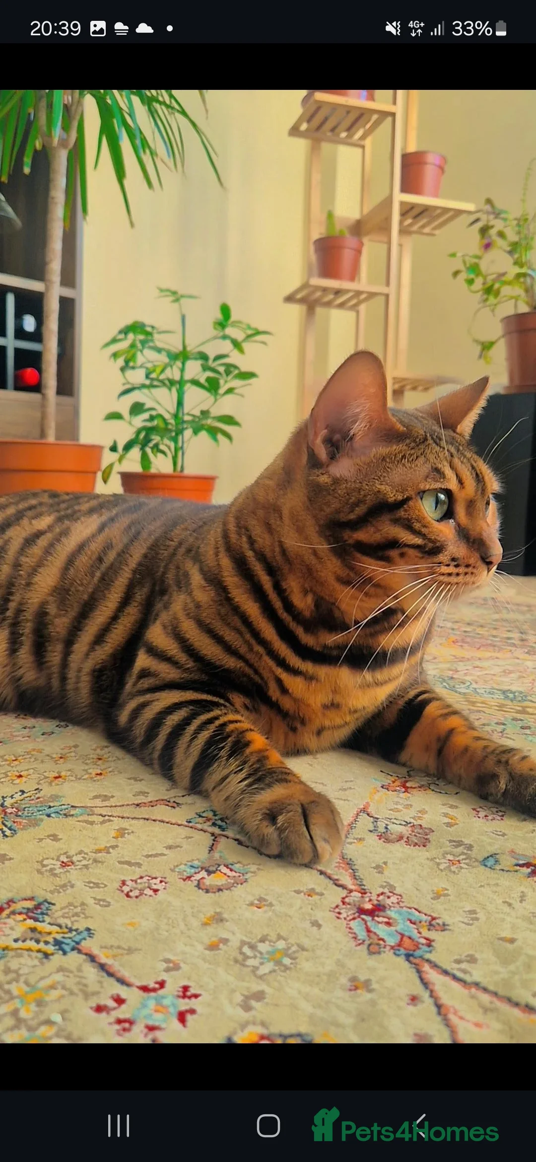 Bengal cats for sale: Adorable Cat “Biscuit” - Advert 2