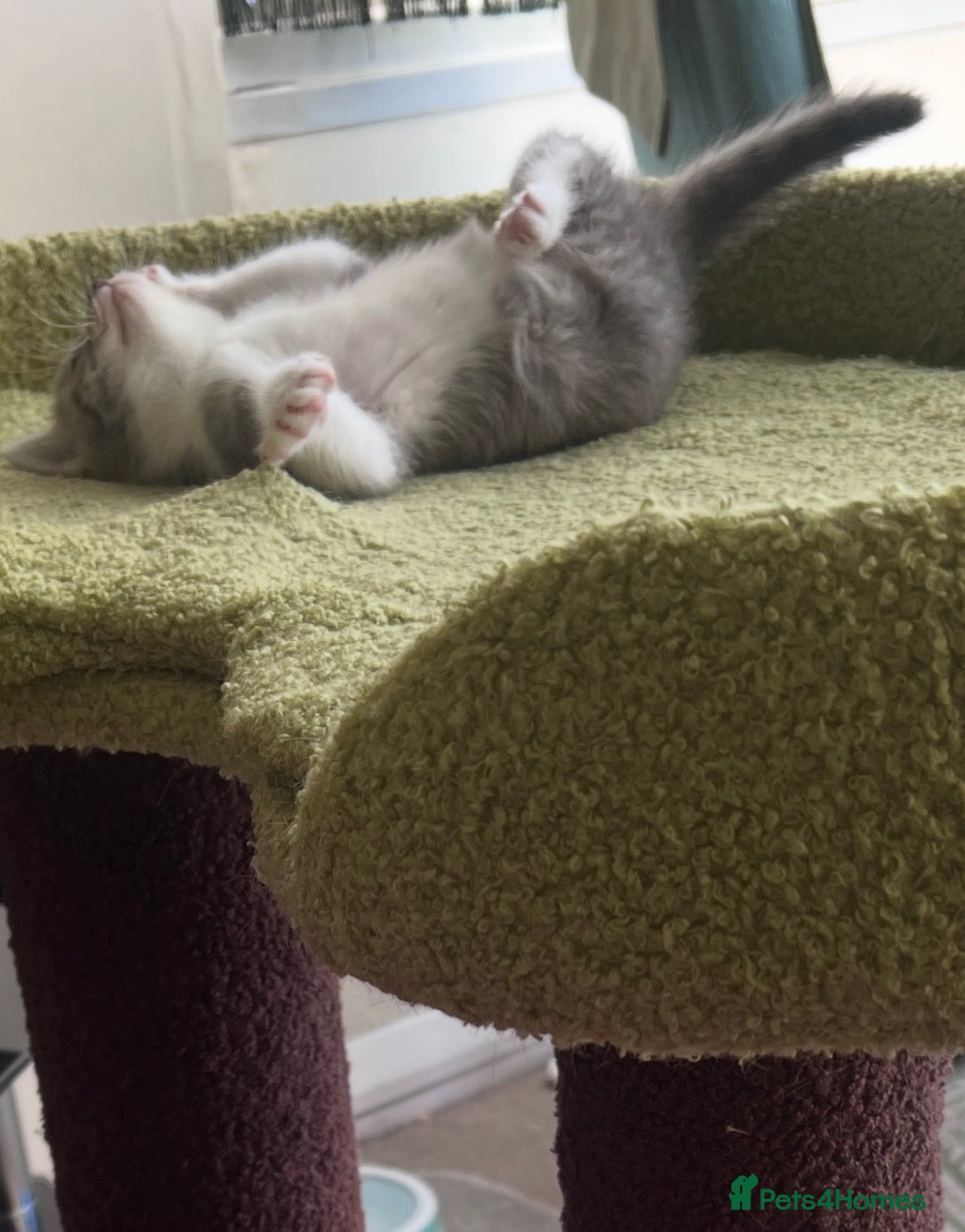 Mixed Breed cats REDUCED PRICE DUE TO HOLIDAY  - Advert 2