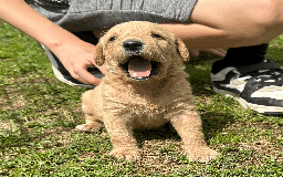 Labradoodle dogs for sale: Gorgeous F1b Labradoodle Puppies for loving homes. - Image 6