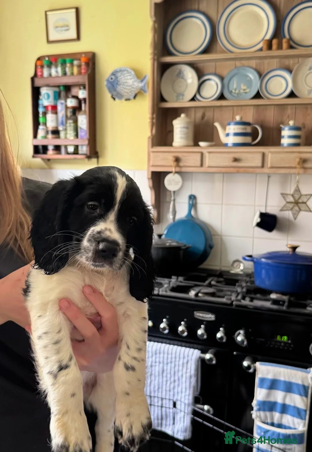 Sprocker dogs for sale: Beautiful Sprocker Puppies READY TO LEAVE 🩷 - Advert 2