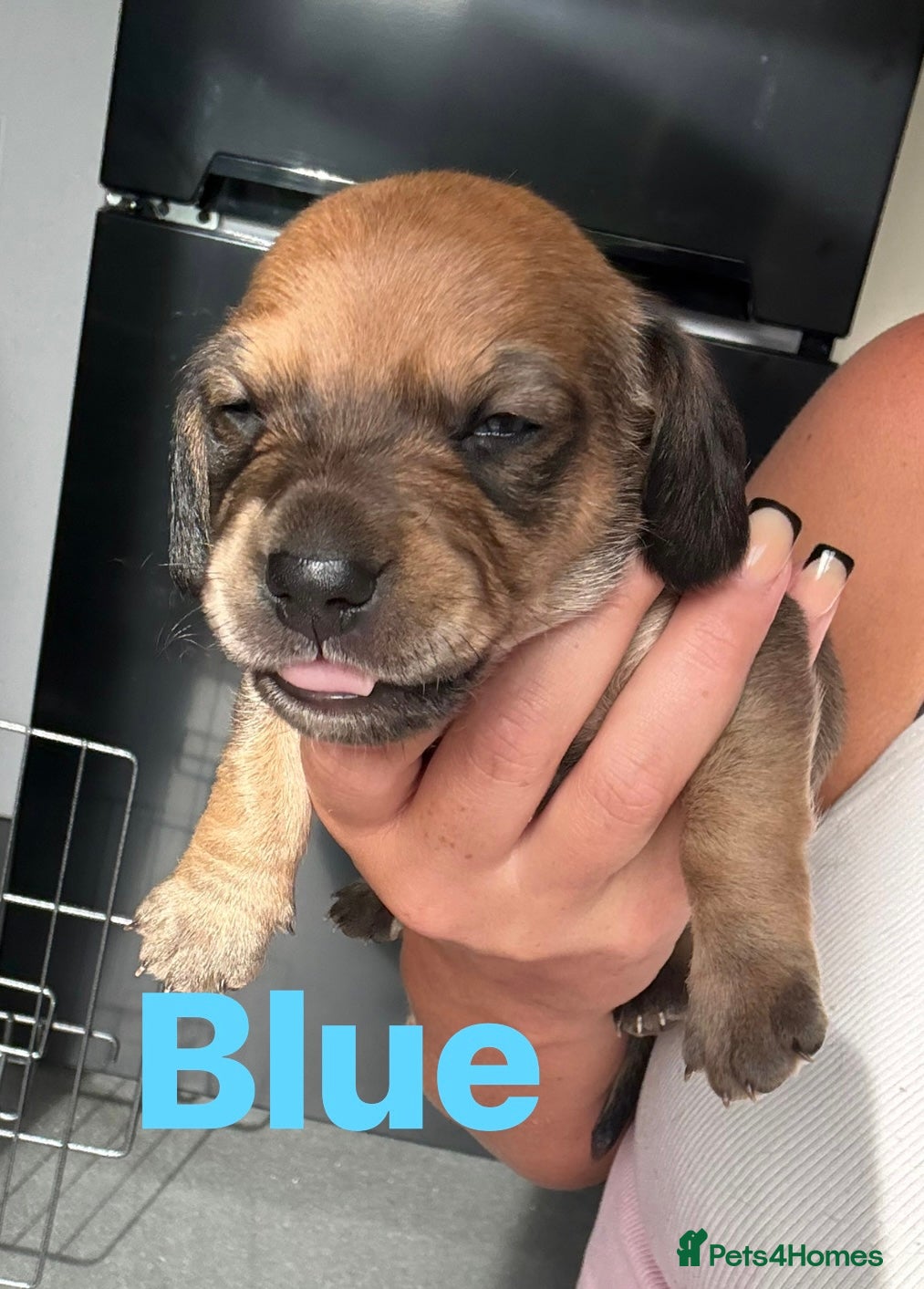 Miniature Dachshund dogs for sale: Beautiful miniature Dachshund Puppies in Bolton - Advert 3