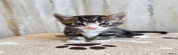 Mixed Breed cats for sale: Bengal/ tabby mixed kittens - Advert 35