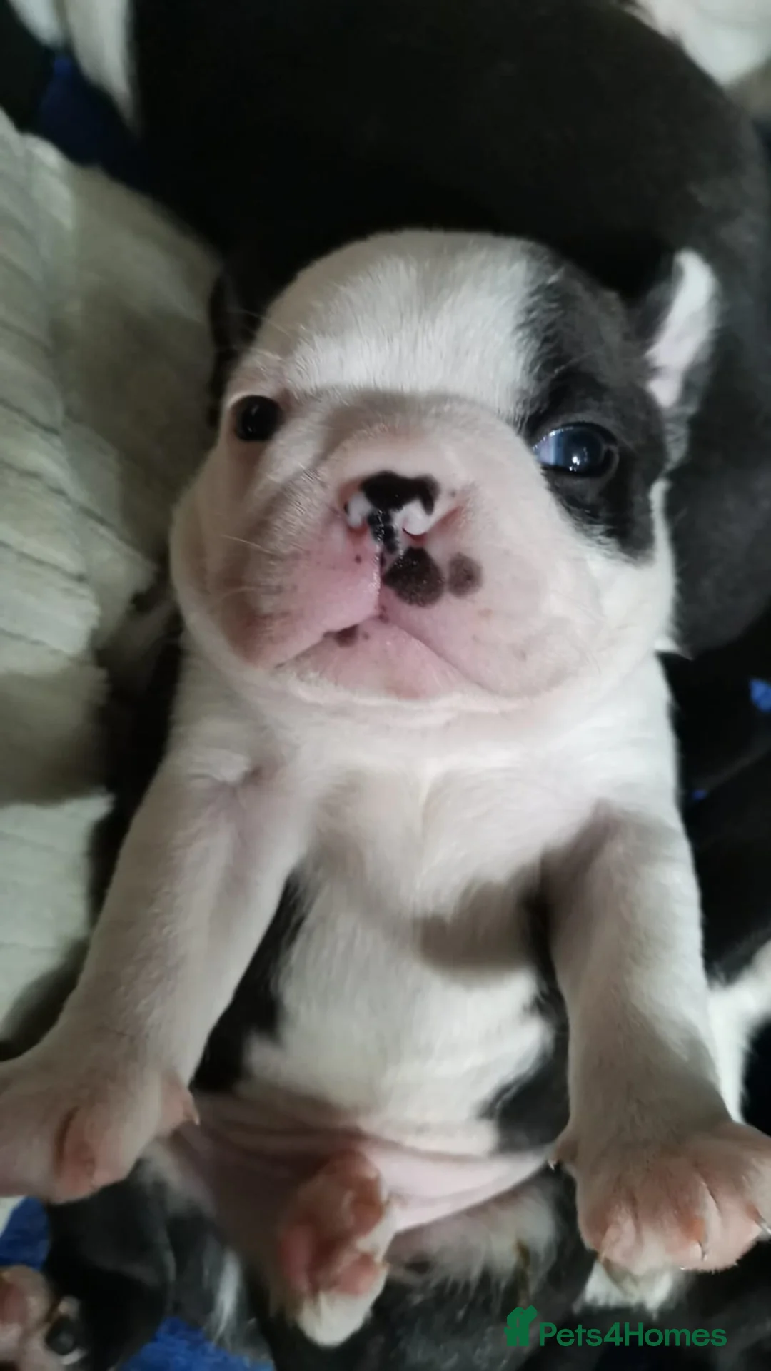 Boston Terrier dogs for stud: Small Proven Boston Terrier Stud in Doncaster - Advert 16