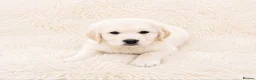 Golden Retriever dogs for sale: Newmiller Retrievers - One Boy Avaliable  - Advert 24