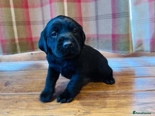Labrador Retriever dogs Beautiful Working Black Labradors 🐾🐾 - Advert 1