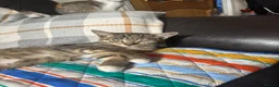 British Shorthair cats for sale: 5 cute British shorthair breed kittens  in Ilford - Advert 14