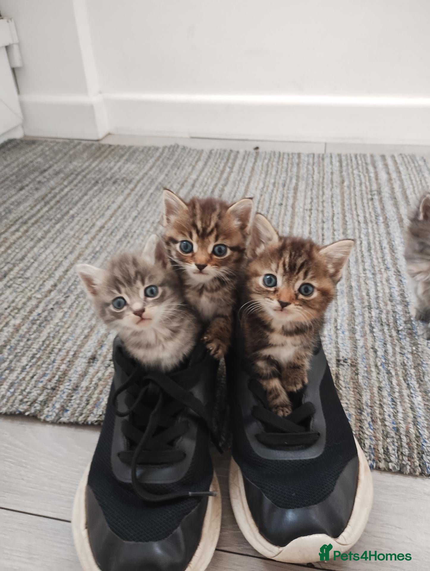 Mixed Breed cats for sale: Beautiful kittens - Advert 1