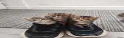 Mixed Breed cats for sale: Beautiful kittens in Bury Saint Edmunds - Advert 2