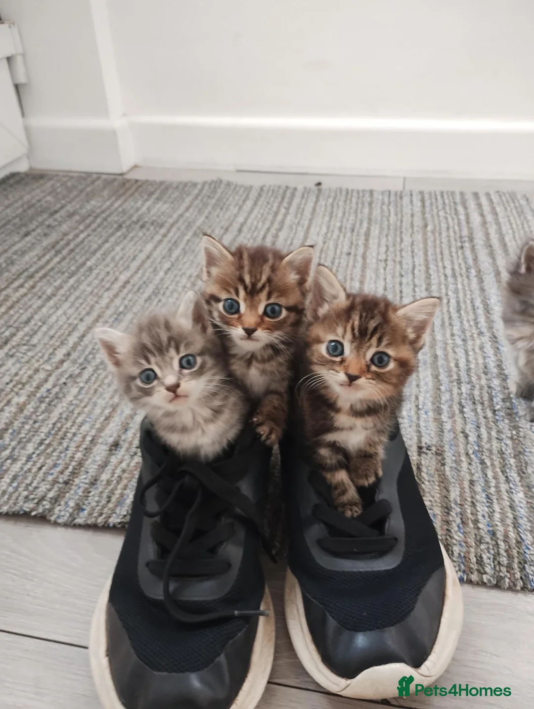 Mixed Breed cats for sale: Beautiful kittens in Bury Saint Edmunds - Advert 2