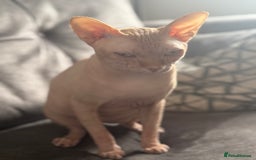 Sphynx cats for stud: Sphynx stud - Image 4