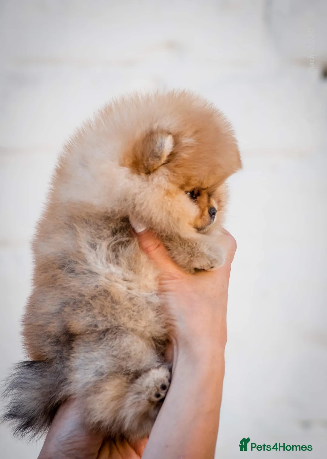 Pomeranian dogs for stud: Pomerian Stud dog Top Top Quality-teddy face boy in Deeside - Advert 11