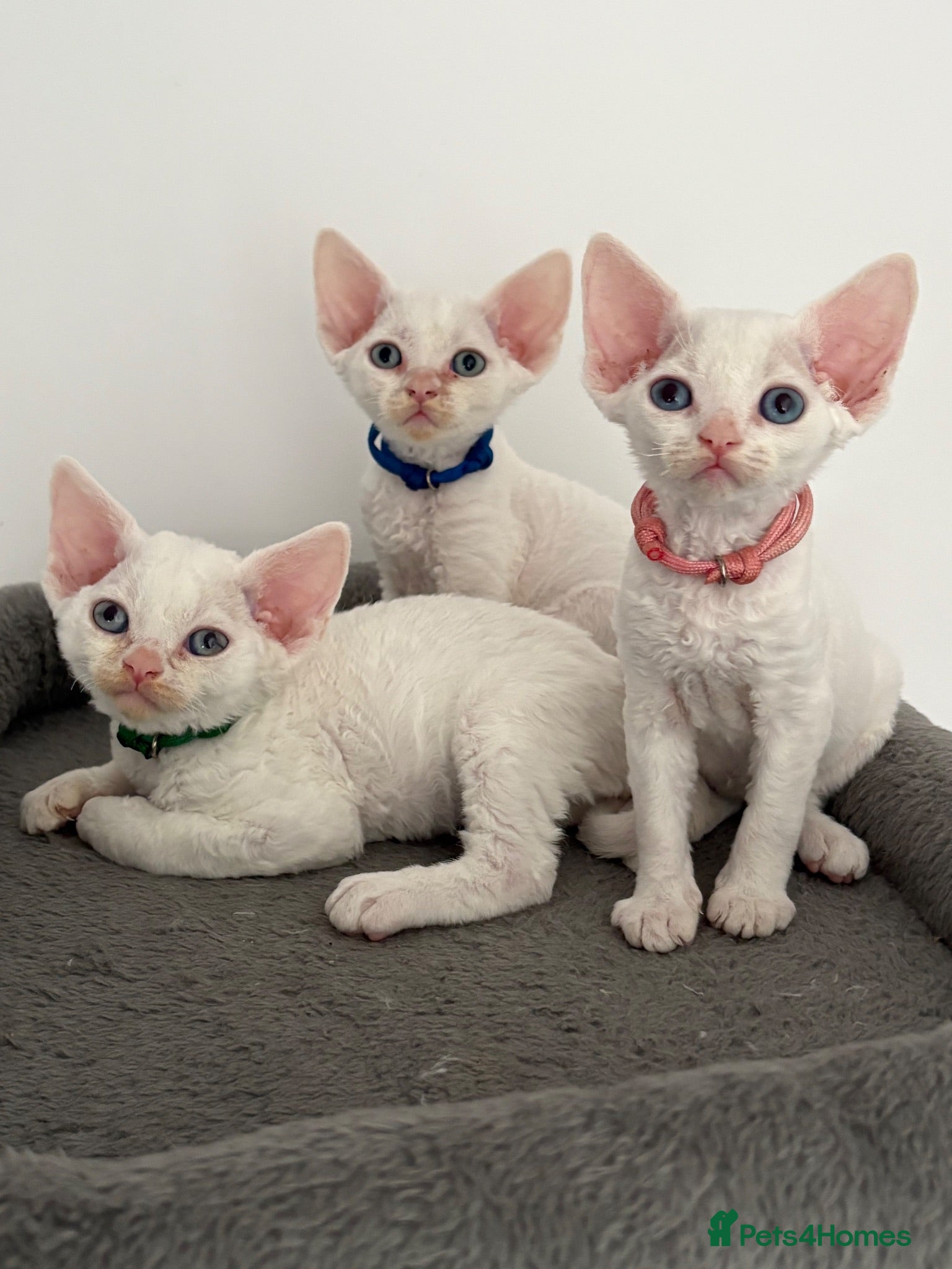 Devon Rex cats 😻 Devon rex Kittens available 😻❤️ - Advert 1