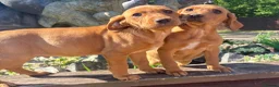 Labrador Retriever dogs for sale: Fox red Labrador  in Chichester - Advert 5