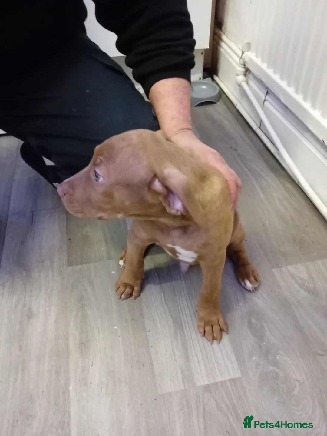 American Bull Staffy dogs for sale: American bully Staffordshire  - Advert 2