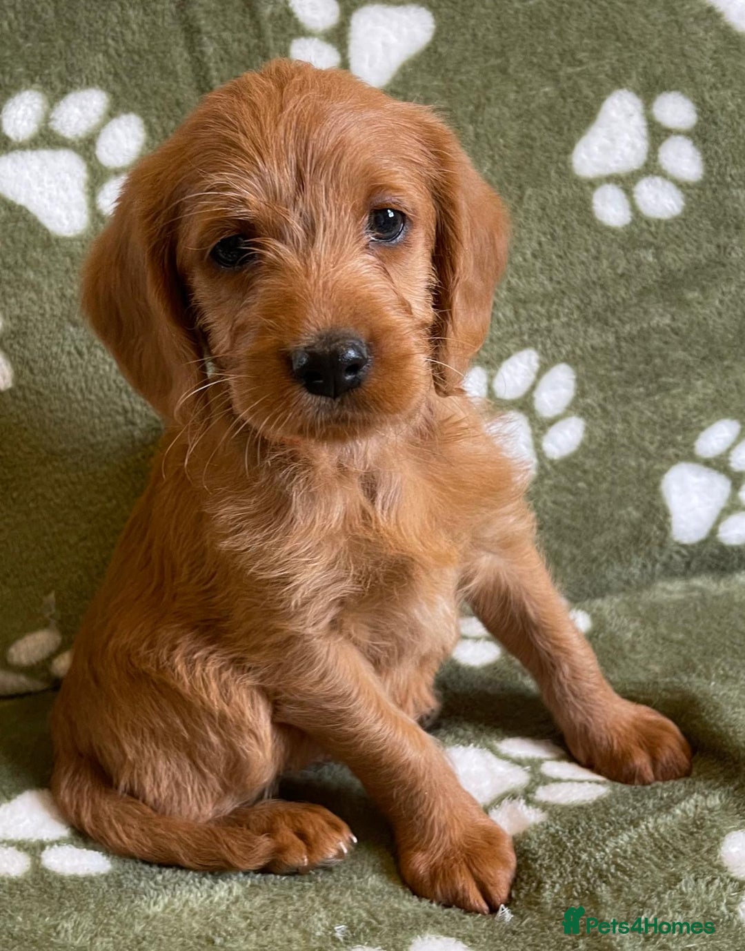 Labradoodle dogs for sale: Stunning deep red F1 labradoodles - Image 6