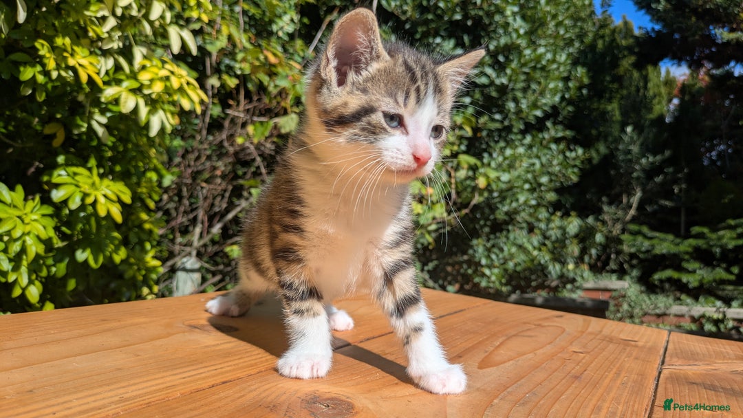 Mixed Breed cats for sale: Tuxedo Kittens - Image 21