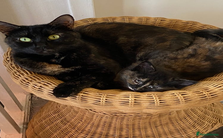 Mixed Breed cats - Advert 4