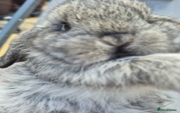 Mini Lop rabbits for sale: Beautifull  mini lop chinchilla  - Image 1
