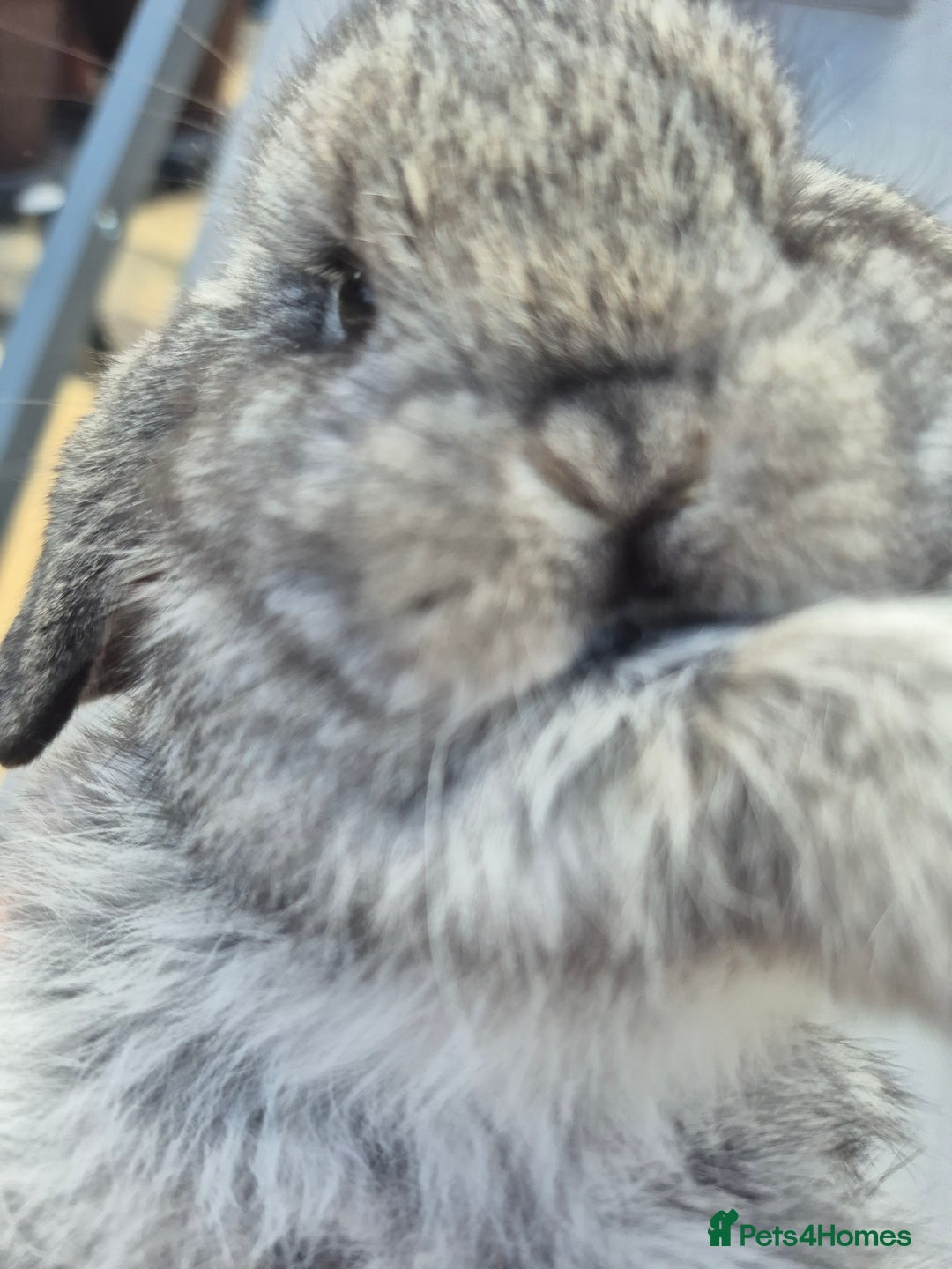 Mini Lop rabbits for sale: Beautifull  mini lop chinchilla  - Image 1