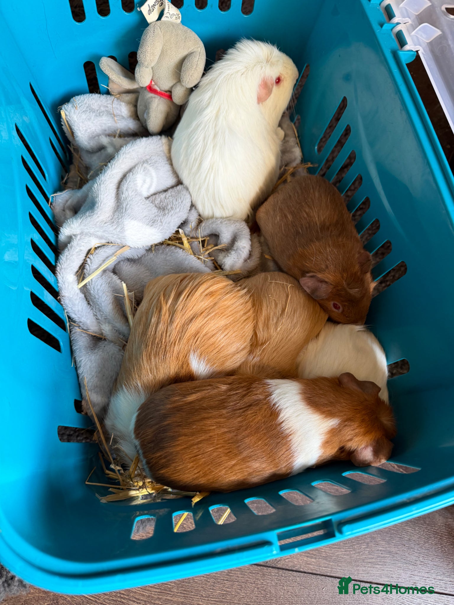 Guinea Pig rodents Sow piggies teddy x and sheltie x - Advert 8