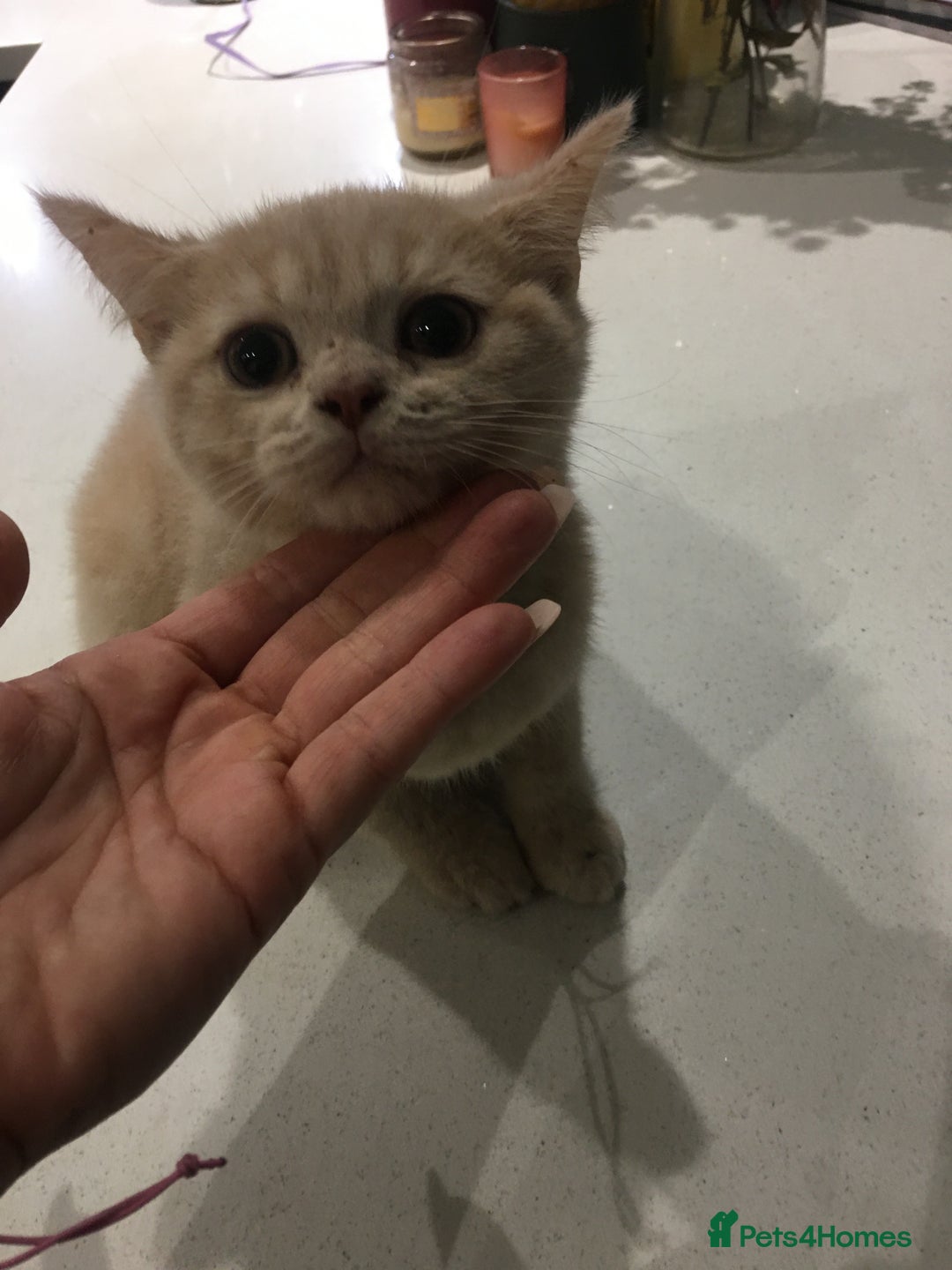 British Shorthair cats for sale: Only 2 baby boys left Stunning fluffy kittens  - Image 16