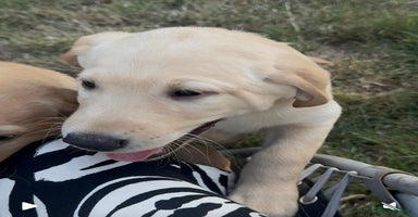 Labrador Retriever dogs - Advert 15