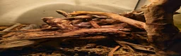Frog reptiles for sale: Two green tree frogs with enclosure and lamp in Holywood - Advert 5