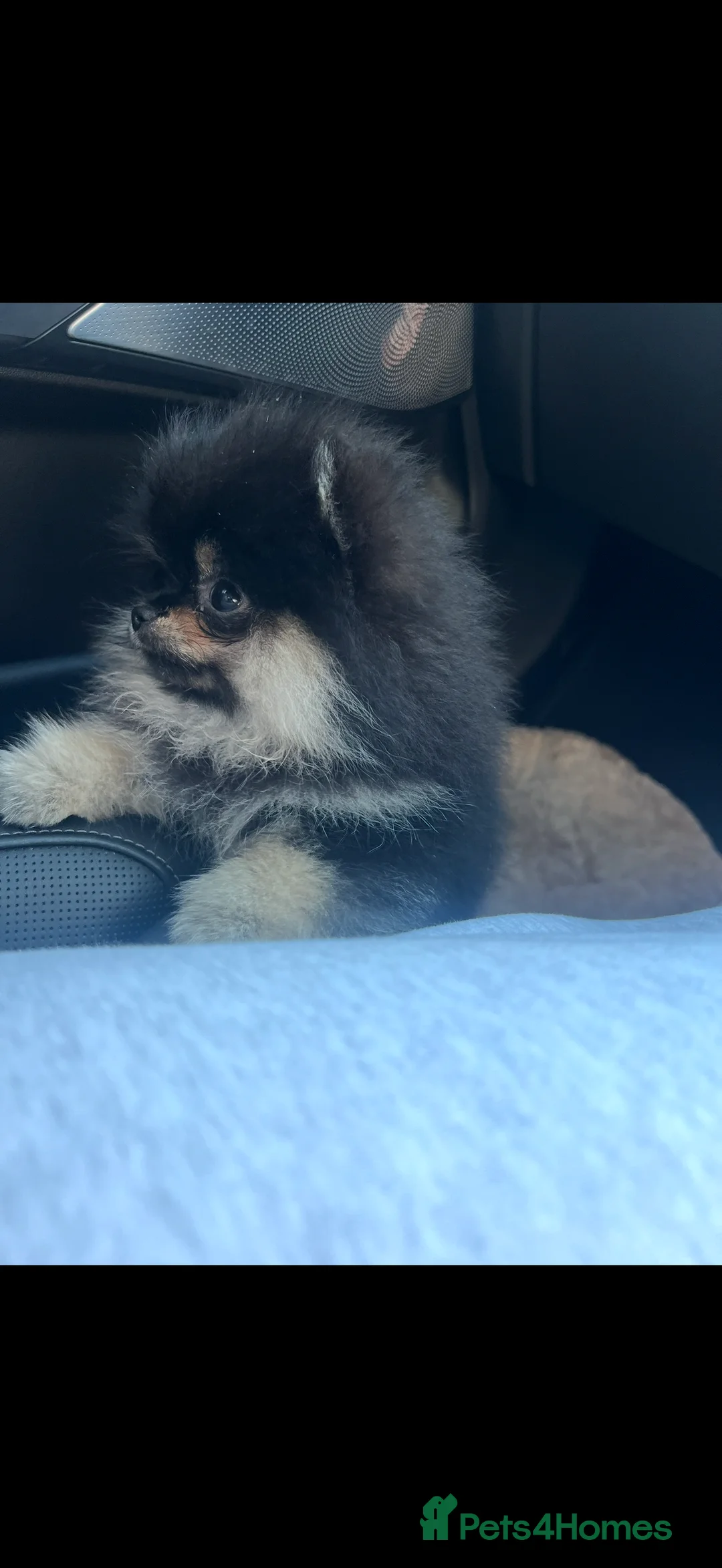 Pomeranian dogs for sale: Mini female Pomeranian - Advert 2