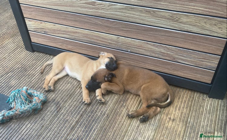 Mixed Breed dogs - Advert 1