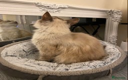 Ragdoll cats for sale: Two Ragdolls. Mom and Son. Ready for new home. - Image 27