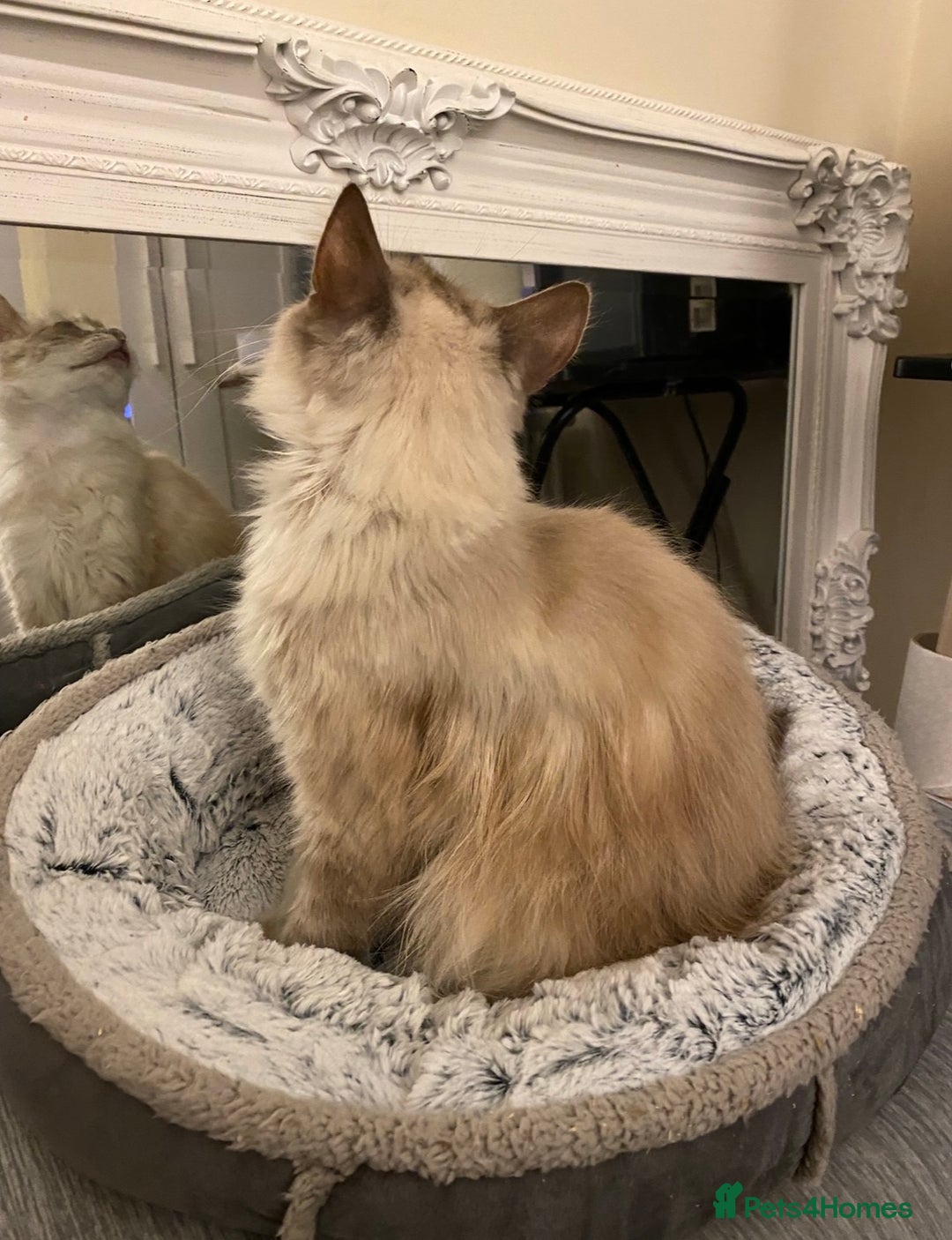 Ragdoll cats for sale: Two Ragdolls. Mom and Son. Ready for new home. - Image 27