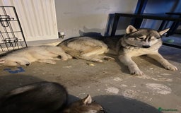 Siberian Husky dogs for sale: Brown girl Siberian husky.  - Image 3