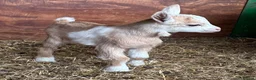 Goats livestock for sale: Kaleb and Jeremy  - Advert 24