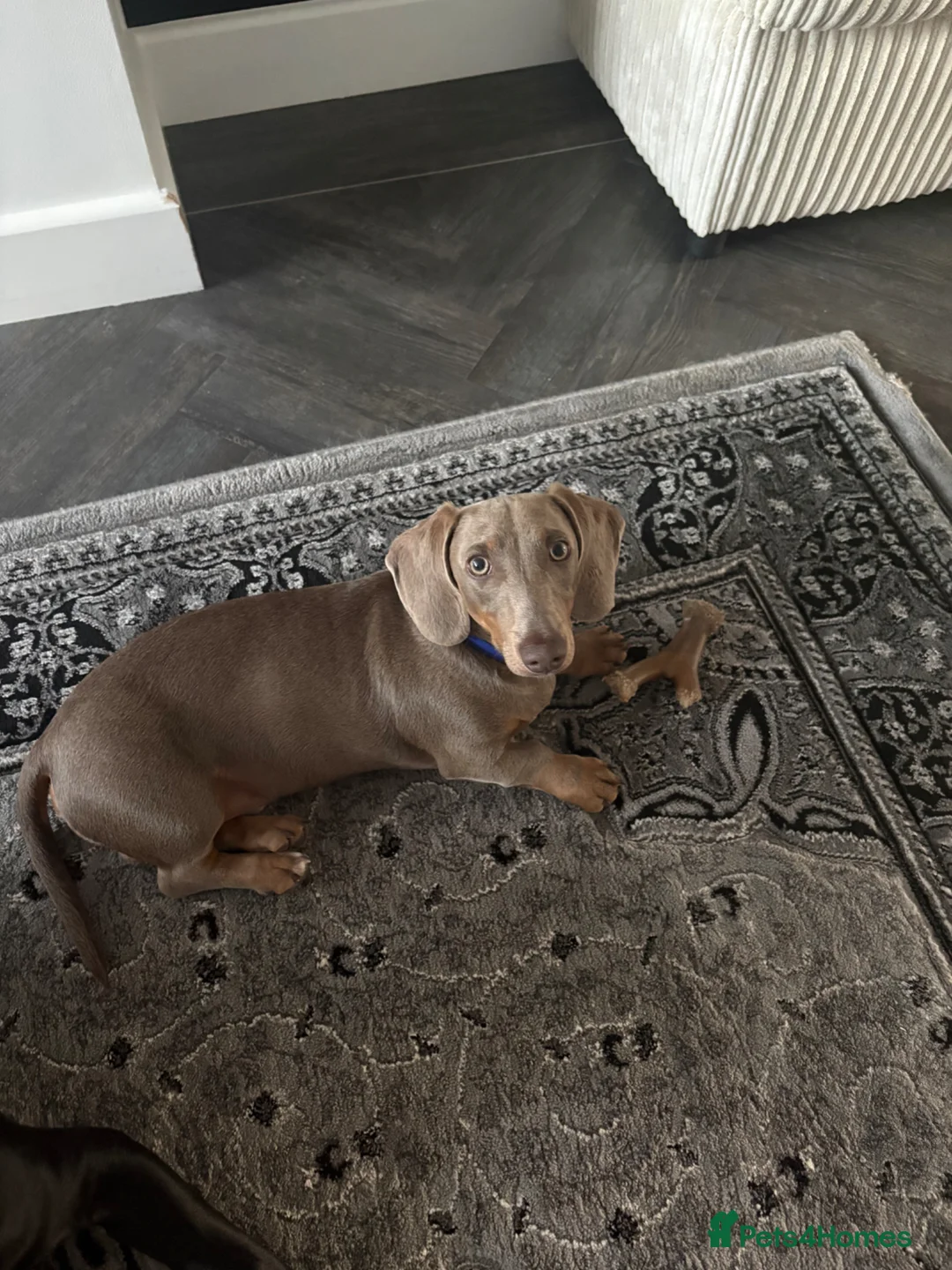 Miniature Dachshund dogs for sale: Beautiful boy  - Advert 2