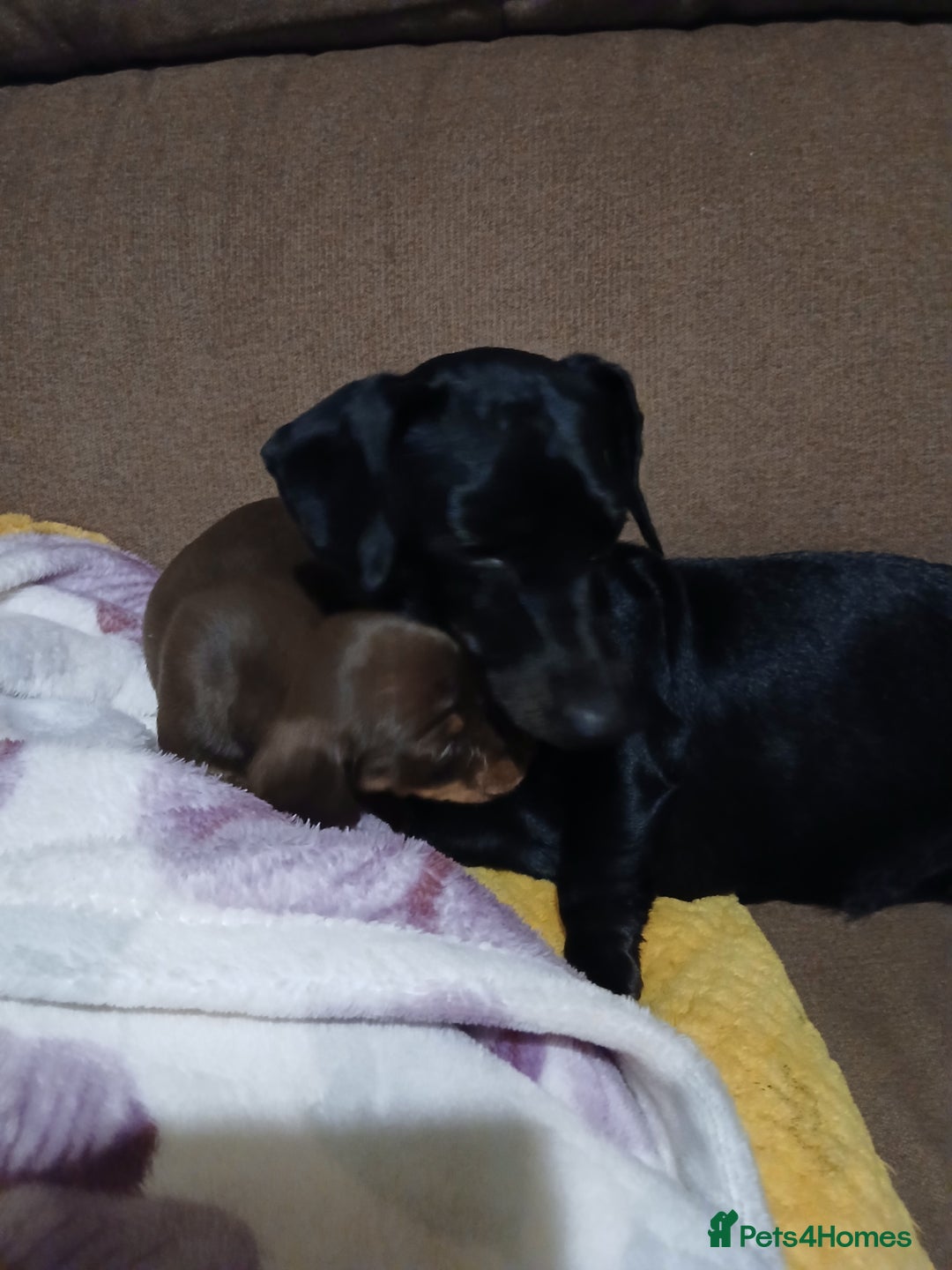 Miniature Dachshund dogs for sale: Miniature dachshunds  - Advert 4