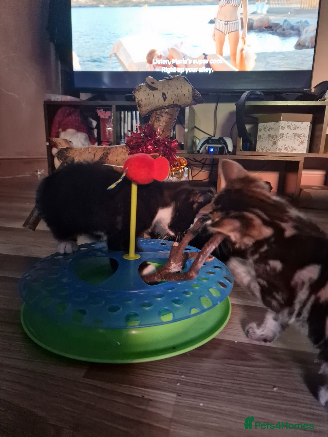 Mixed Breed cats for sale: Kittens  - Image 2