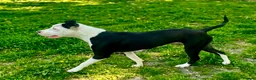 Mixed Breed dogs for sale: Stunning staffyxbullmastiff - Advert 6