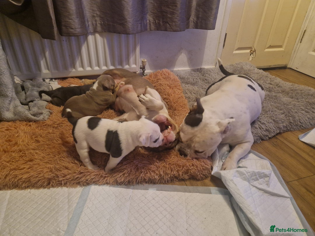 American Bulldog dogs for sale: Female Pocket Bully Pups For Sale - Advert 4