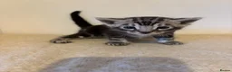 Bengal cats for sale: Pedigree Tica Bengal Kittens - Advert 18