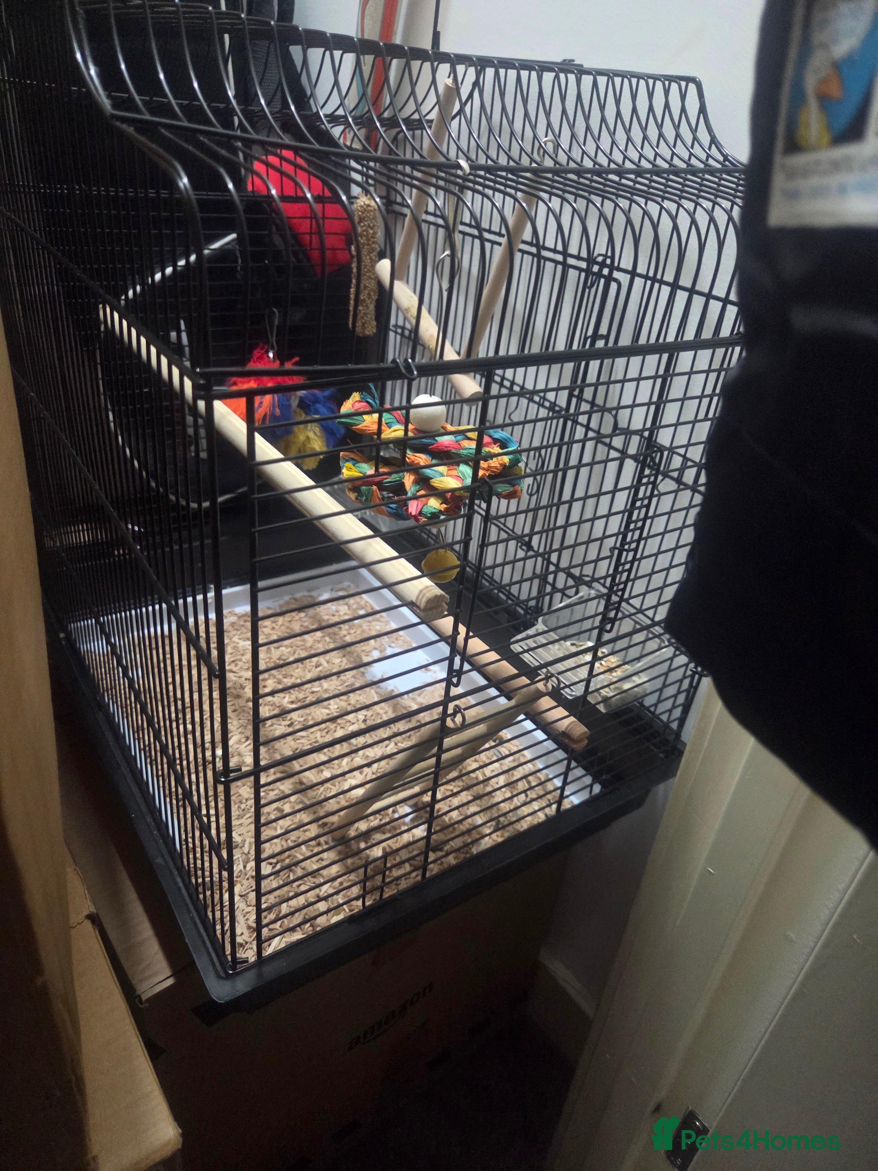 Parakeets birds Parrotlets x2 - Advert 1