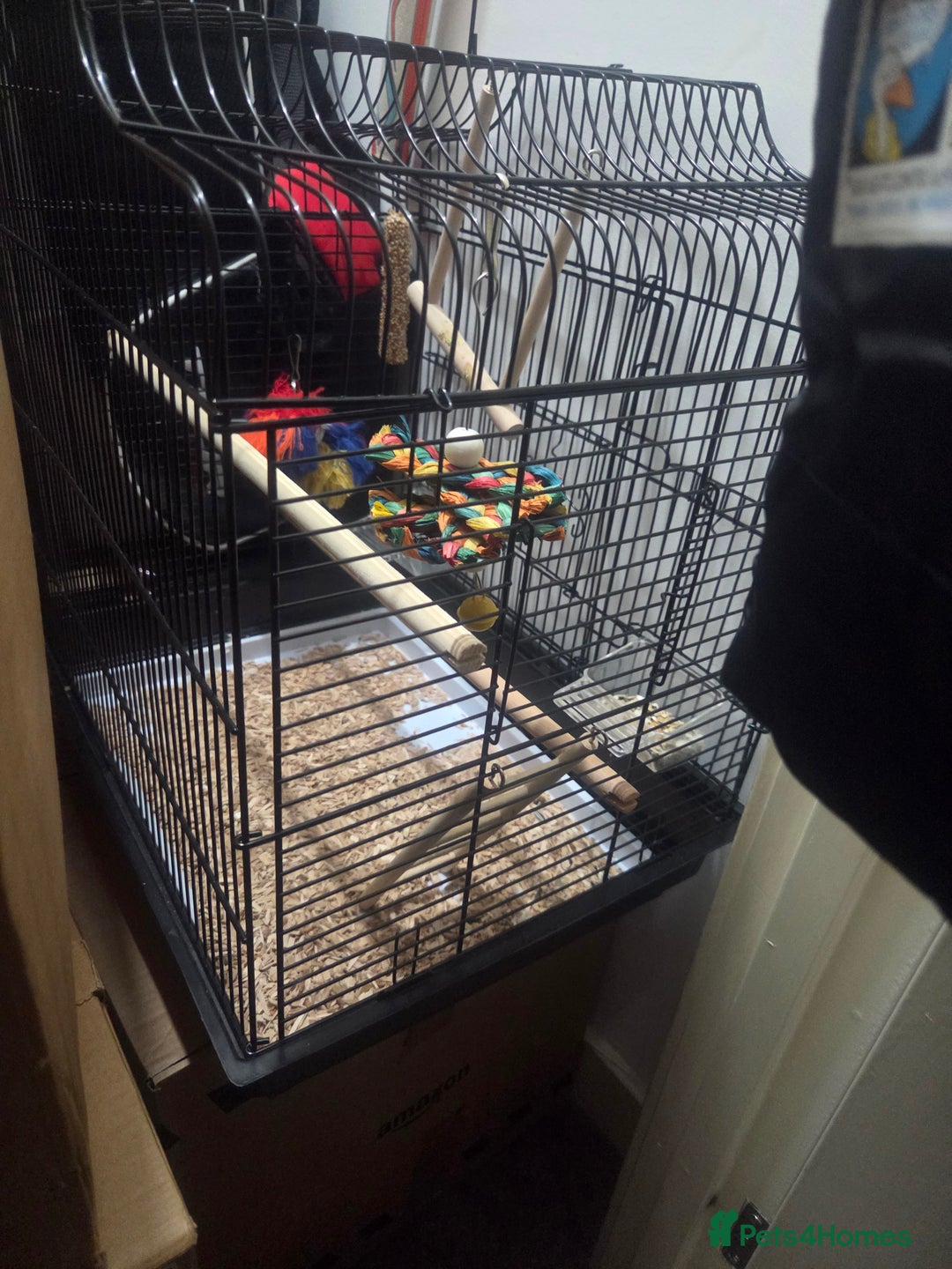 Parakeets birds for sale: Parrotlets x2 - Advert 1